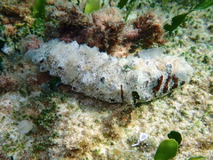 Holothuria poli