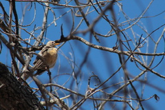 Turdus migratorius confinis