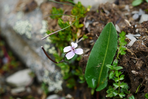 Cuckoo Flower (Cardamine loxostemonoides)
