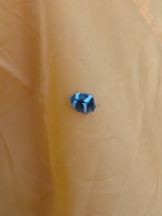 Epilachna convergens