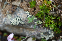 Cardamine loxostemonoides