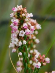 Erica articularis