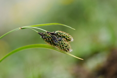 Carex atrata pullata