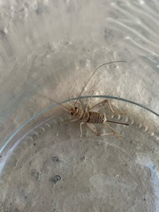 Gryllodes sigillatus