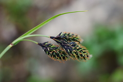 Carex atrata pullata