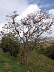 Erythrina fusca