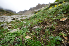 Carex atrata pullata