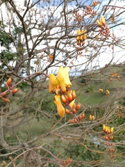 Erythrina fusca