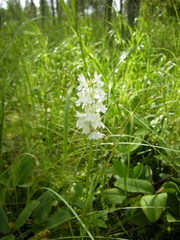 Dactylorhiza maculata elodes