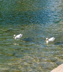 Anas platyrhynchos domesticus