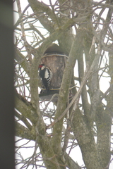 Dendrocopos syriacus