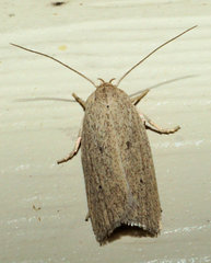 Gonioterma mistrella