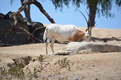 Oryx