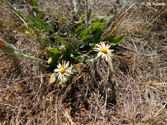 Noticastrum