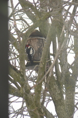 Dendrocopos syriacus