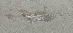 Iguana iguana