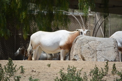 Oryx