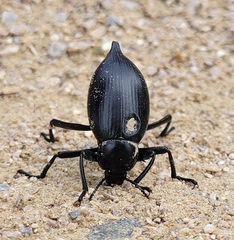 Eleodes spinipes ventricosus