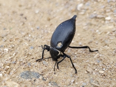 Eleodes spinipes ventricosus