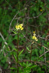 Erysimum wardii