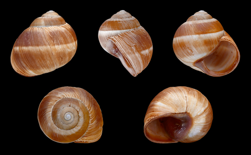Greek banded snail