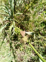 Electrostrymon guzanta