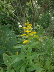 Solidago brendae