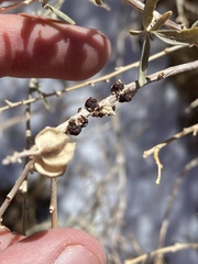 Ceroplastes irregularis