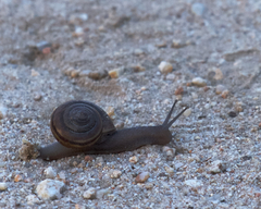 Helminthoglypta dupetithouarsi