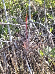 Tillandsia × smalliana
