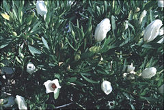 Alyogyne cuneiformis