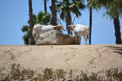 Oryx
