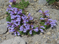 Penstemon davidsonii davidsonii