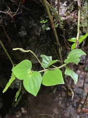 Peperomia urocarpa