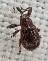 Anthonomus bituberculatus