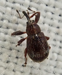Anthonomus bituberculatus