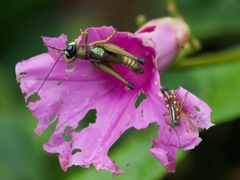 Syntomacris guttulosa