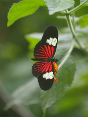 Heliconius xanthocles