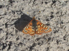 Euphydryas anicia wecoeut