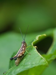 Syntomacris guttulosa