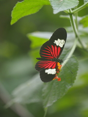 Heliconius xanthocles