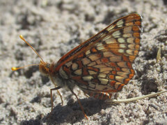 Euphydryas anicia wecoeut