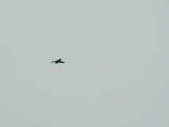 Streptoprocne zonaris