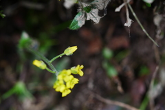 Draba gracillima