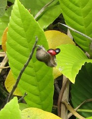 Rhynchosia phaseoloides