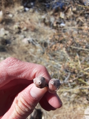 Andricus reticulatus