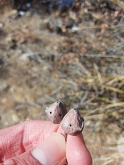 Andricus reticulatus