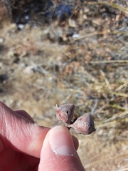 Andricus reticulatus