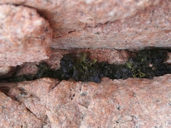 Prasiola crispa