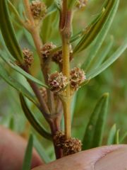 Grubbia tomentosa
